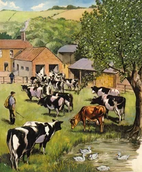 Milchviehbetrieb, England, 1960er Jahre